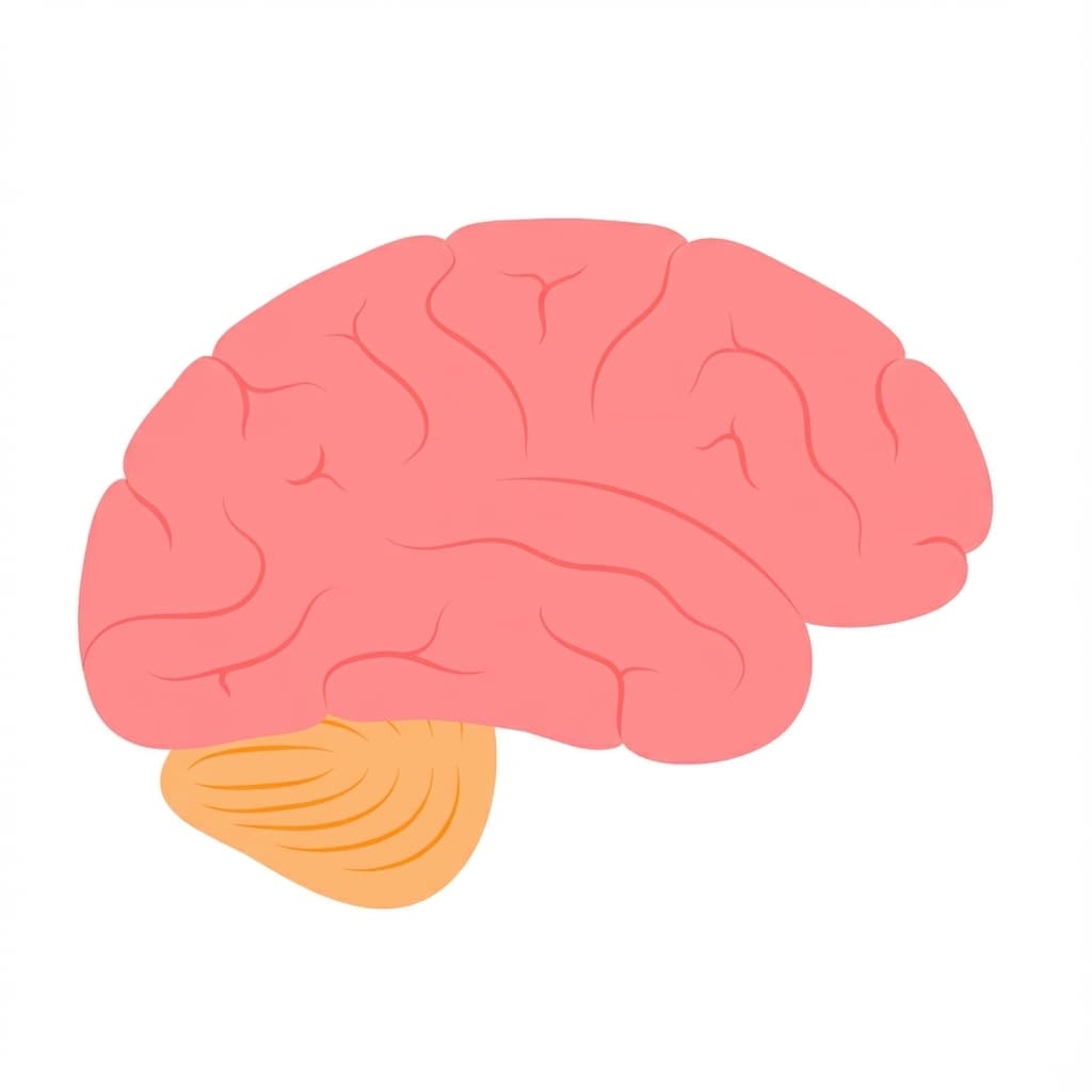 The Brain Is the Body's Control Center